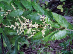Sageretia elegans