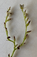 Burchardia multiflora