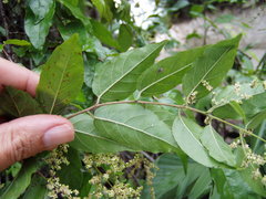 Sageretia elegans