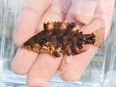 Cocktail Wrasse photo 3