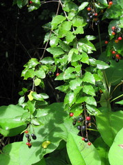 Sageretia elegans