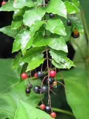 Sageretia elegans