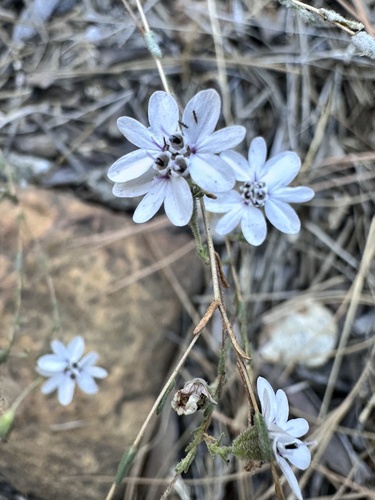 rough eyelashweed (Blepharipappus scaber)