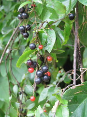 Sageretia elegans