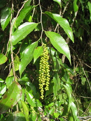 Sageretia elegans