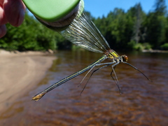 Calopteryx amata
