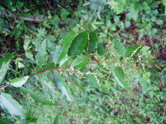Sageretia elegans