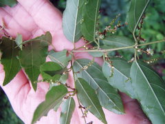 Sageretia elegans