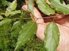 Sageretia elegans