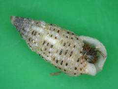 Cerithium zebrum