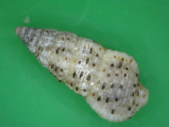 Cerithium zebrum