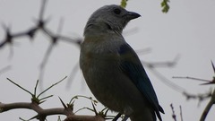 Thraupis