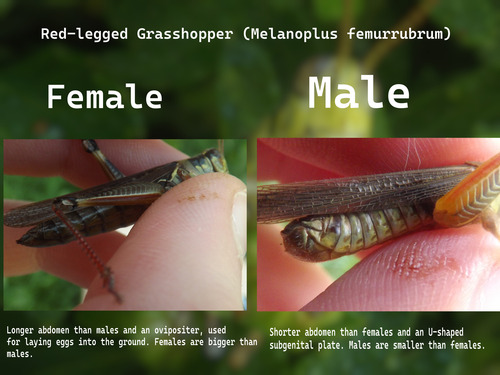 Red-legged Grasshopper photo 3