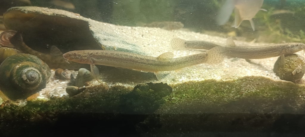 Siberian weatherfish (Misgurnus mohoity) — Cobitidae