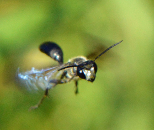 Stahlblauer Grillenjäger