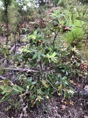 Vaccinium stenophyllum