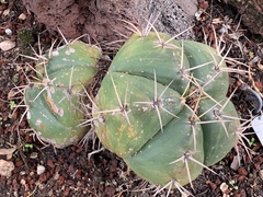 Gymnocalycium