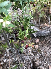 Vaccinium stenophyllum