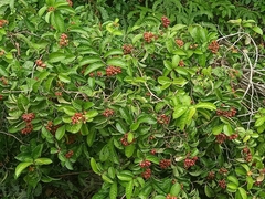 Tetracera indica