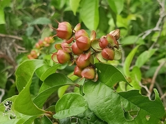 Tetracera indica