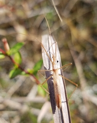 Doldina interjungens