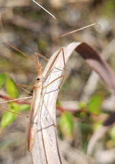 Doldina interjungens