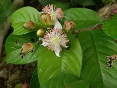 Tetracera indica
