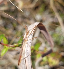 Doldina interjungens