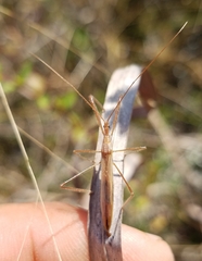 Doldina interjungens