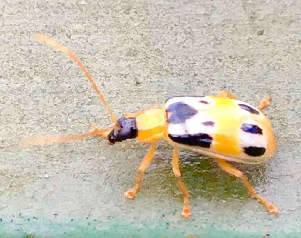 Diabrotica fulvicornis