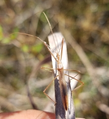 Doldina interjungens