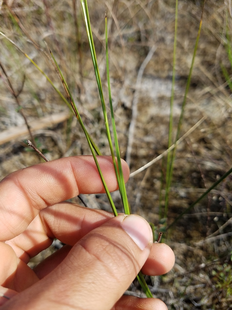 Southern Beaksedge