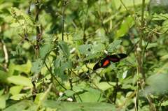 Heliconius hortense