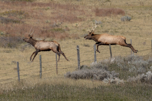 Elk photographed in Nebraska
