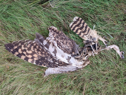 View observation of {o.common_name} on iNaturalist