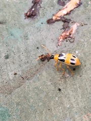 Diabrotica fulvicornis