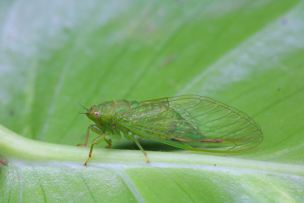 Mungda Insect Muda from 马来西亚沙巴基纳巴唐岸 on January 24, 2020 at 04:01 AM by 昆虫学liuye ...