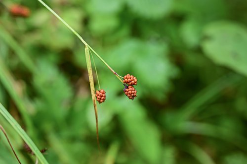 Carex lehmannii iNat (1)