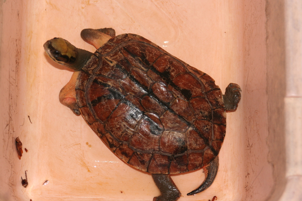 Chinese Three-striped Box Turtle