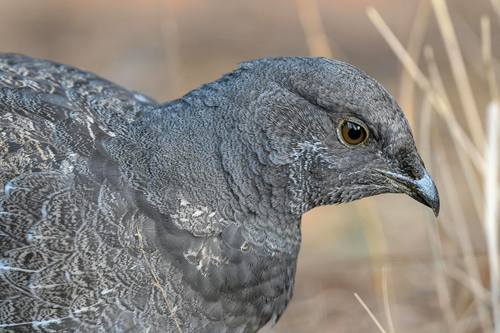 iNaturalist observation photo of Sooty Grouse