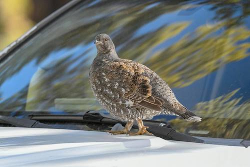 iNaturalist observation photo of Sooty Grouse