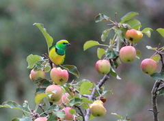 Chlorophonia callophrys