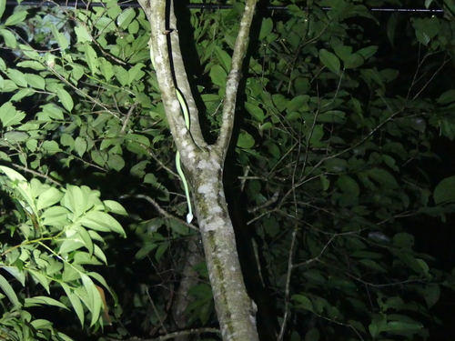 Blue-lipped green pitviper