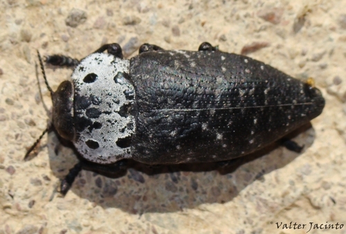 Flat-headed Root-borer