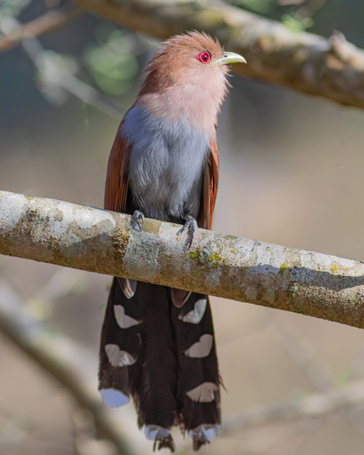 Common Squirrel-Cuckoo