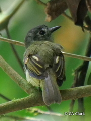 Leptopogon superciliaris