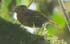 Anabacerthia variegaticeps
