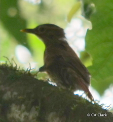 Anabacerthia variegaticeps