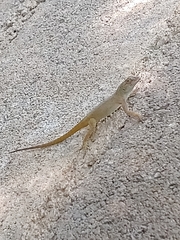 Anolis distichus