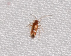 Orthotylinae